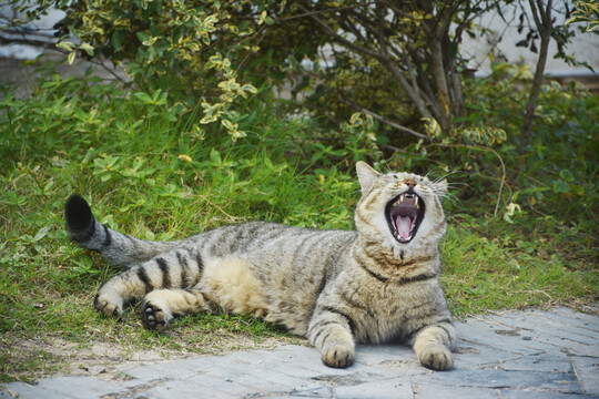 霸气侧漏的猫