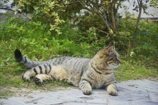 躺着的猫