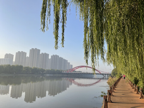 河边垂柳