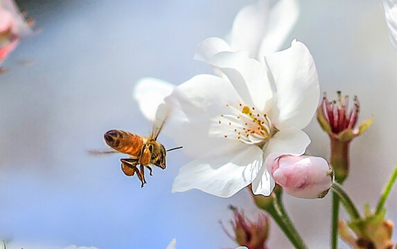 蜜蜂和花