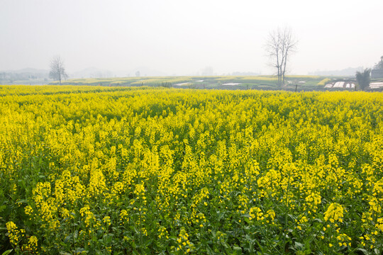 油菜花