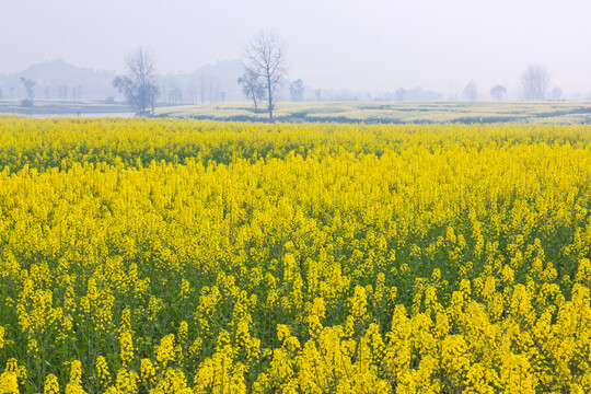 油菜花