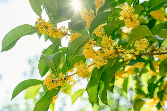 桂花金桂