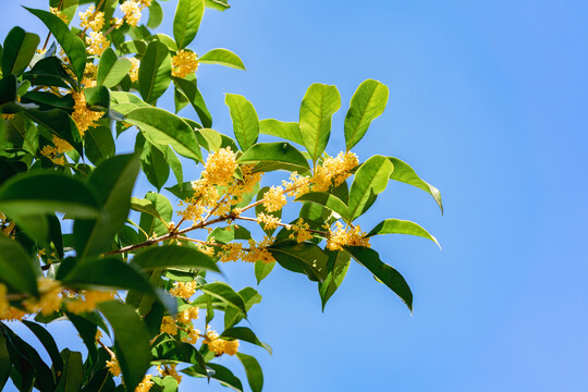 桂花金桂