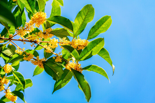 桂花金桂