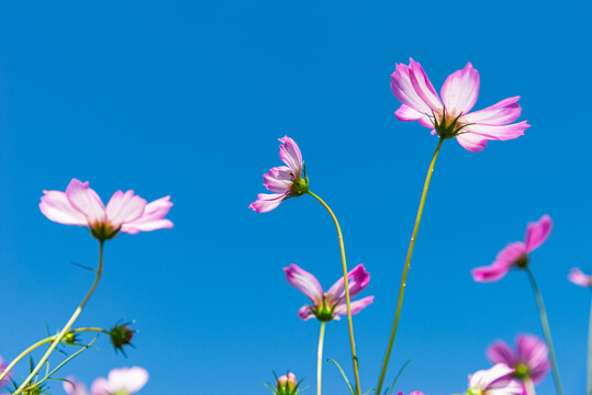 天空中格桑花绽放