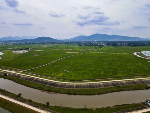绿油油农田水稻种植基地