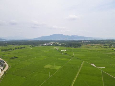 绿油油农田水稻种植基地