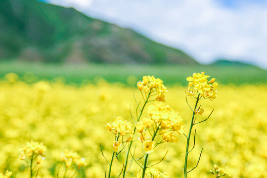 油菜花