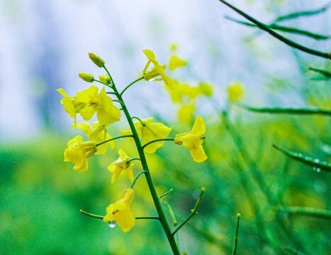 油菜花