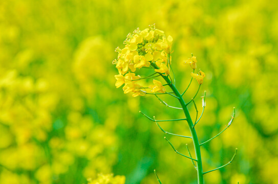 油菜花