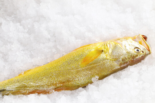 大黃魚