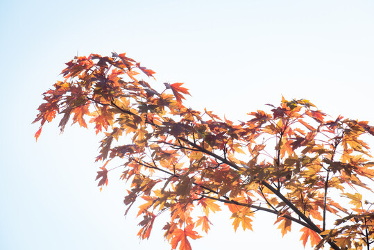 初秋的枫树枝