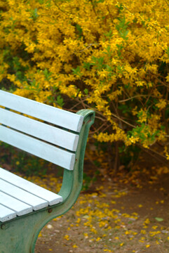 公园里的座椅和黄花