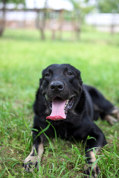 一只黑色的拉布拉多犬
