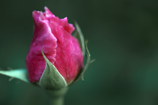 一朵鲜艳美丽的蔷薇花