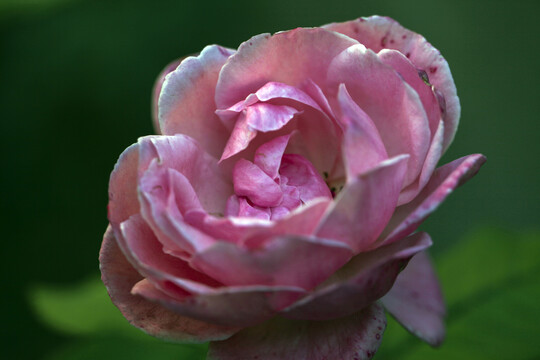 一朵粉色的美丽的蔷薇花