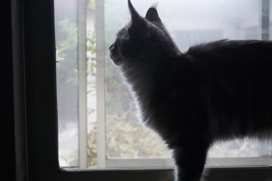 望着窗外的猫咪