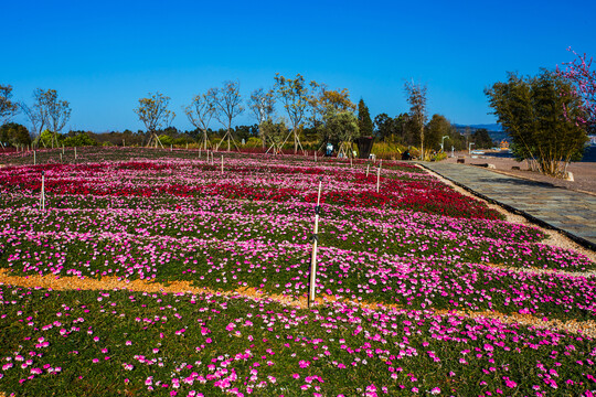 花卉主题公园