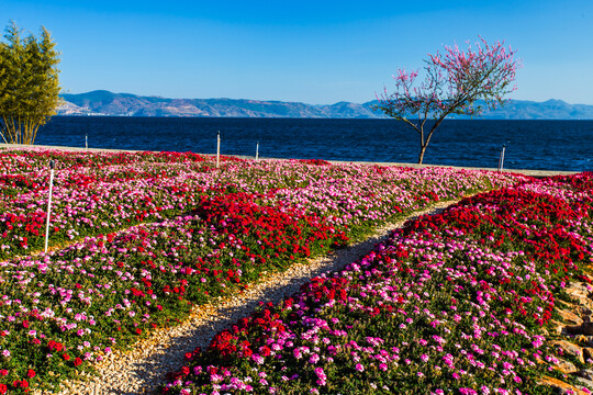 鲜花主题公园