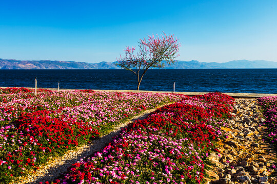 花卉主题公园