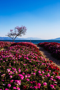 鲜花花卉主题公园