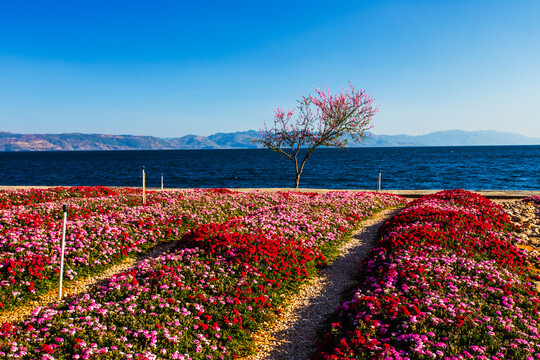 鲜花花卉主题公园