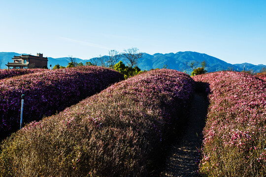 云南澄江鲜花主题公园