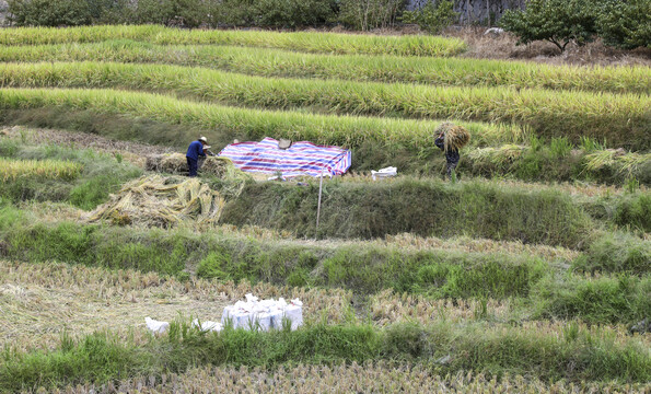 农民在稻田收割稻谷