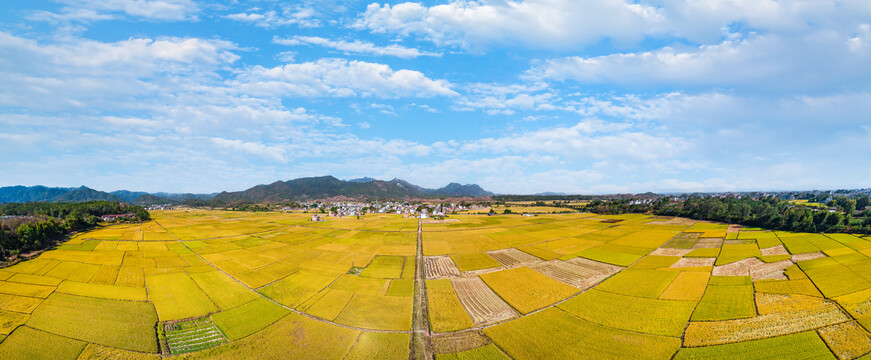 超大画幅航拍金黄稻田全景图