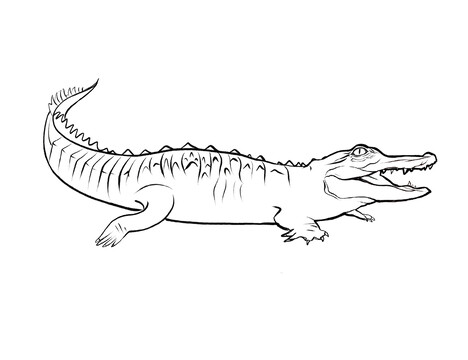 鱷魚線稿