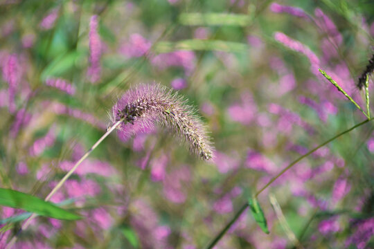 花草