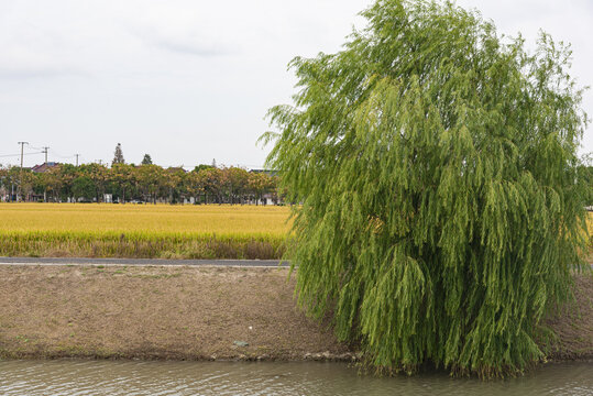 乡村农地