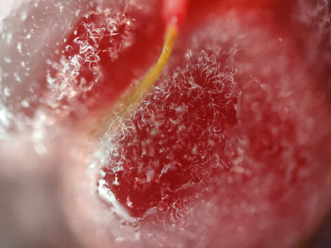 树莓显微镜