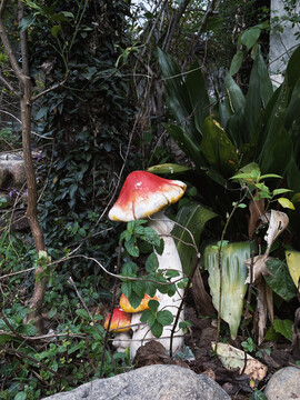 蘑菇菌类森林公园颓废弃植物
