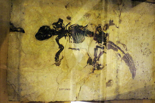 胡氏辽尖齿兽化石标本