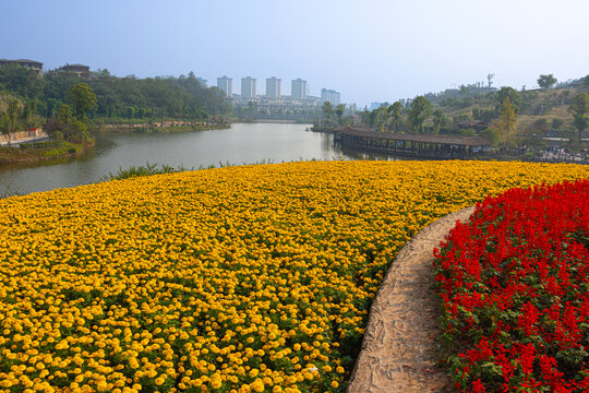 花卉基地