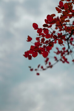 红树叶