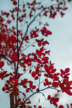 红树叶