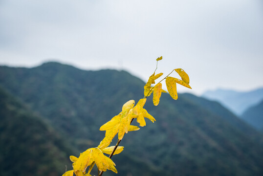 西安圭峰山植物秋景特写