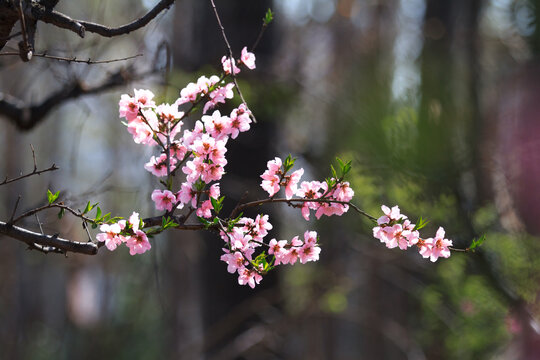 桃花