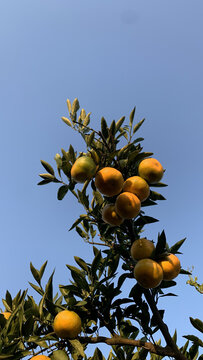 秋季橘子成熟丰收时节摘橘子