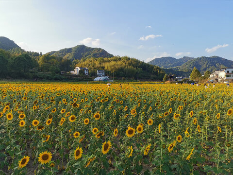 向日葵花田