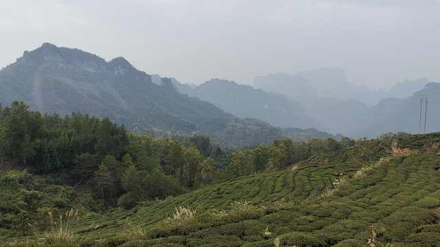 茶山