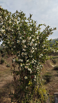 山茶花