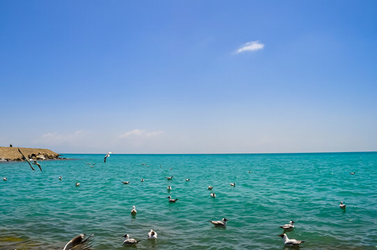 青海湖鸟岛