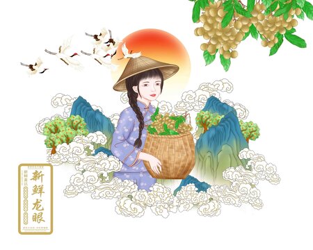 桂圓包裝插畫