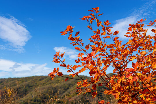 北京香山黄栌树红叶