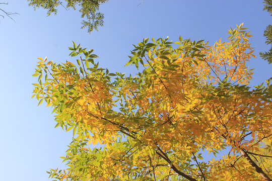 天空枝叶