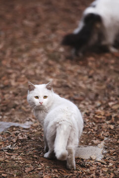 一只白色的可爱的流浪猫